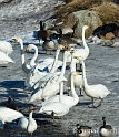 Cygne chanteur 8744